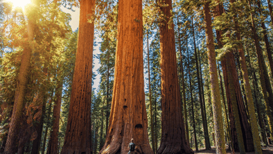 Giant Sequoias at Sequoia and. Kings Canyon Parks