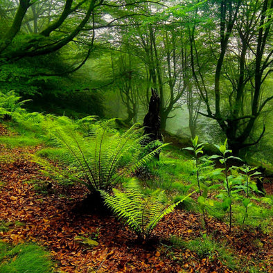 Ground Anchors In Forest Environments