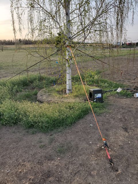 A tree being held up with GroundGrabba Pros. 